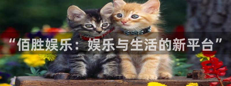 天天购彩5招商：“佰胜娱乐：娱乐与生活的新平台”